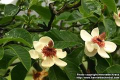 ماگنولیا ویسنری